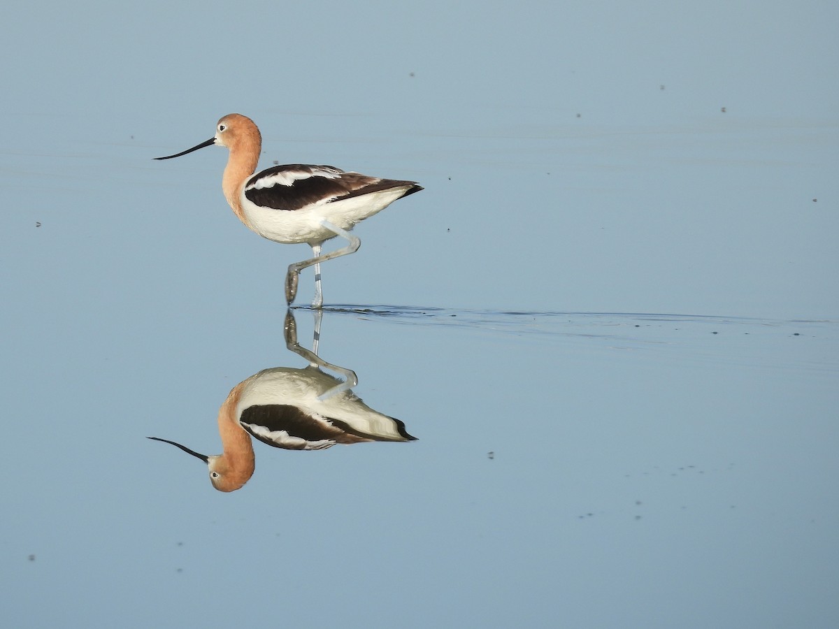 American Avocet - ML638166858