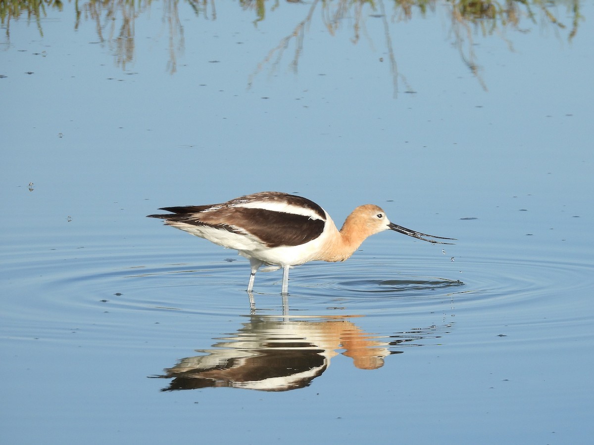 American Avocet - ML638166859