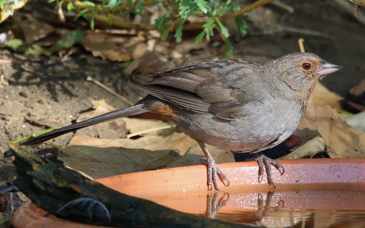 California Towhee - ML638166860