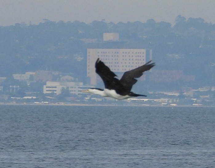 Cormoran varié - ML638166883