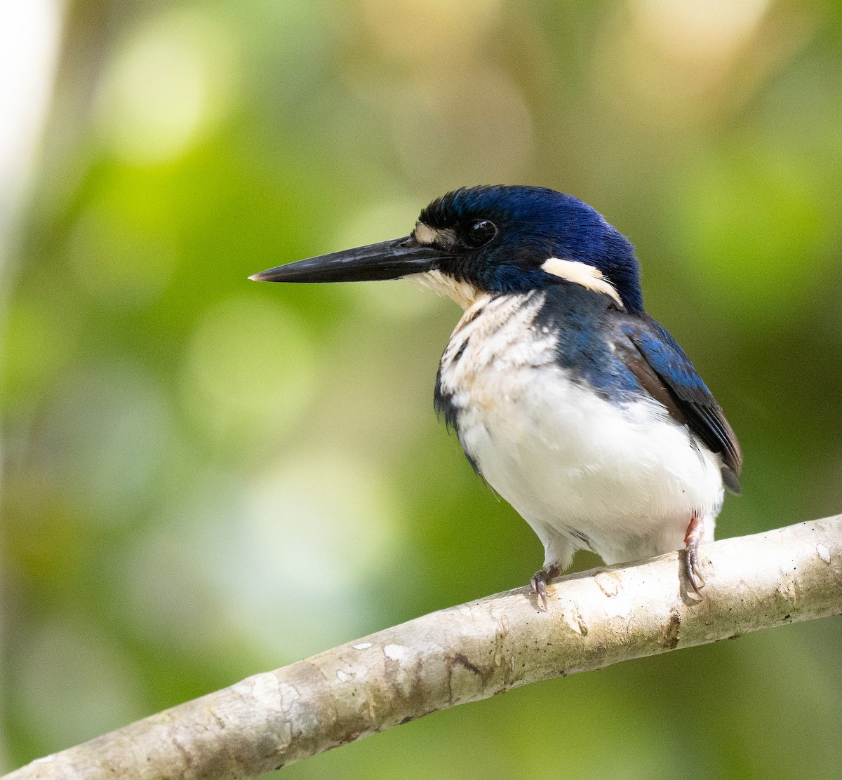 Little Kingfisher - ML638166895