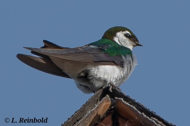 Violet-green Swallow - ML638166969