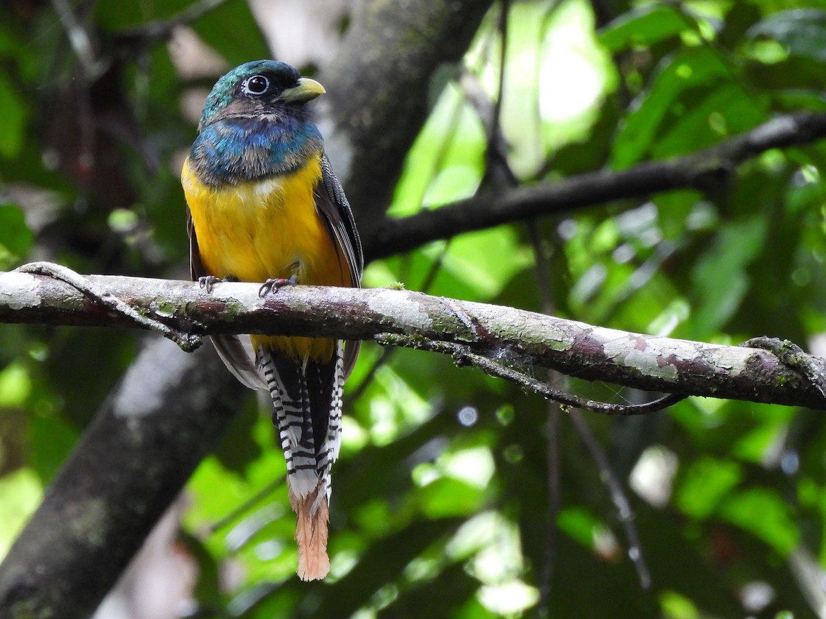 Northern Black-throated Trogon - ML638166978