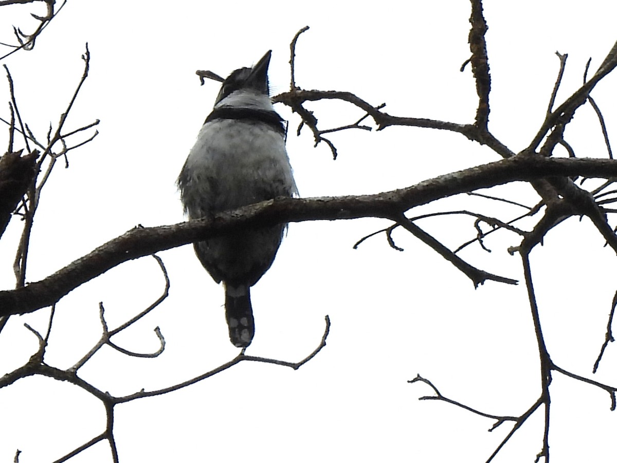 Pied Puffbird - ML638166979