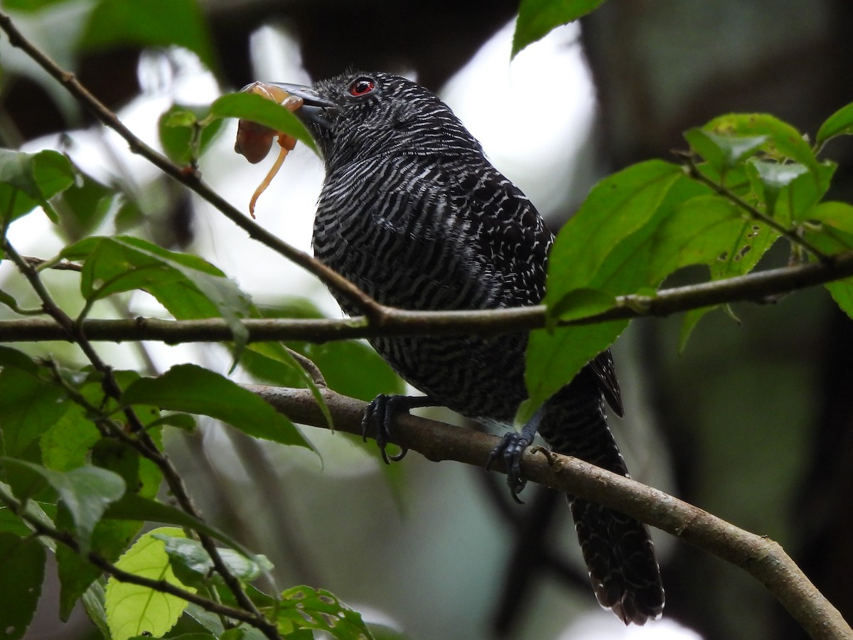 Fasciated Antshrike - ML638166981