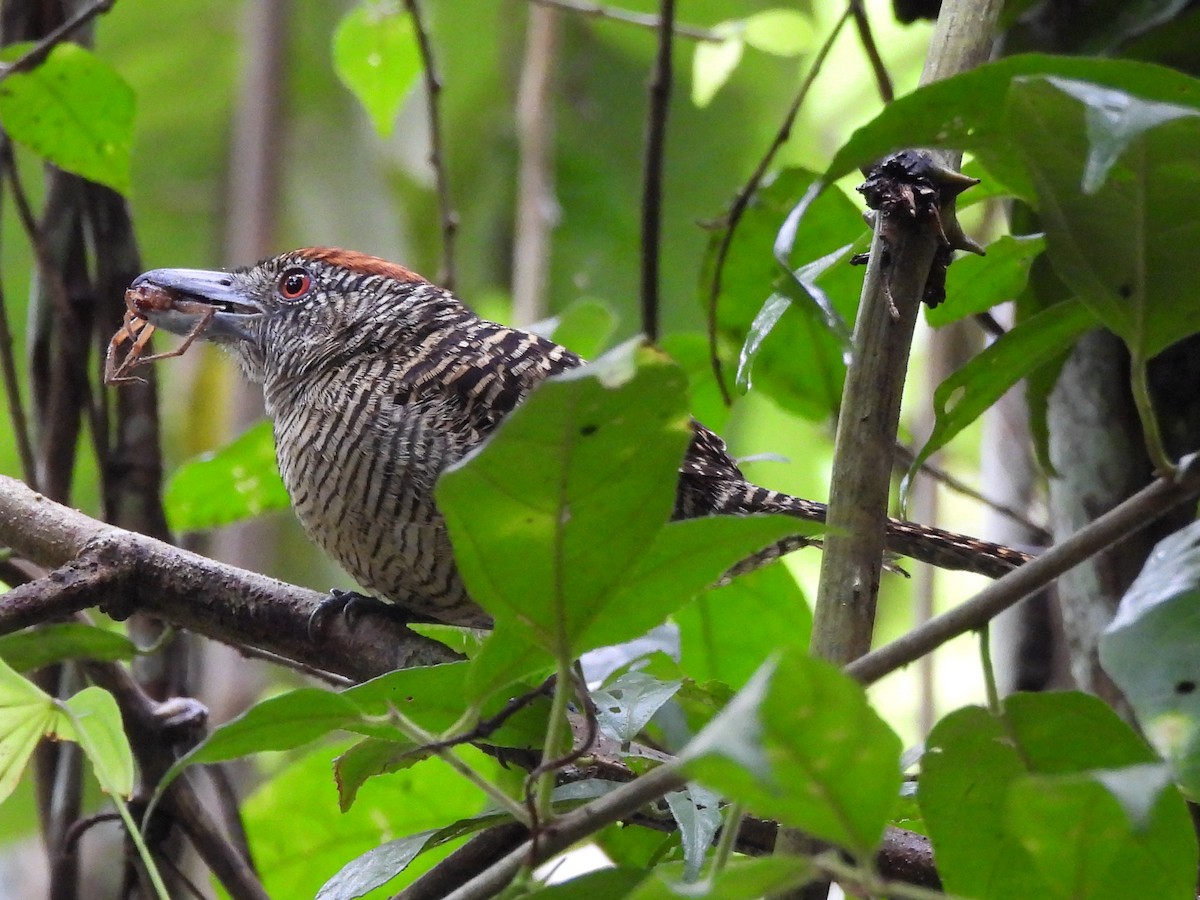 Fasciated Antshrike - ML638166982