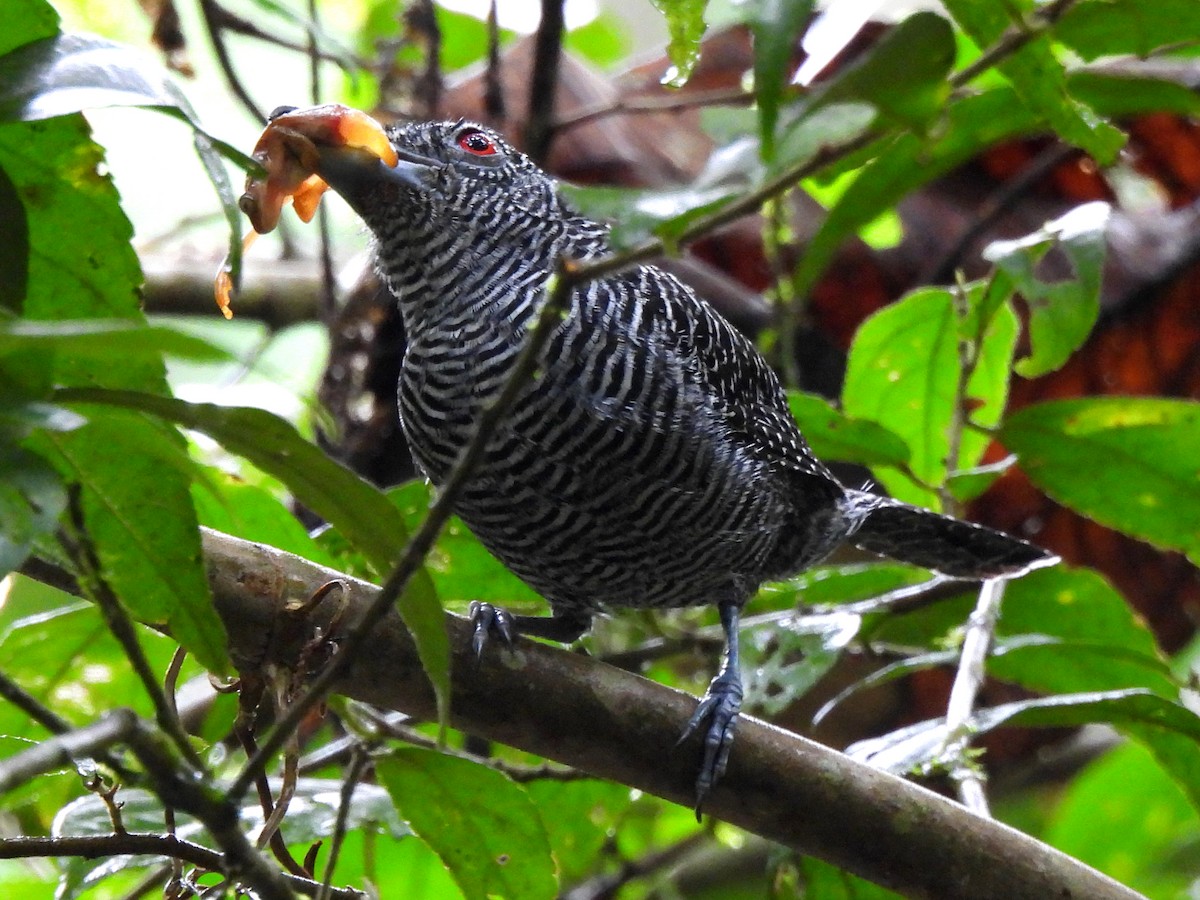 Fasciated Antshrike - ML638166983