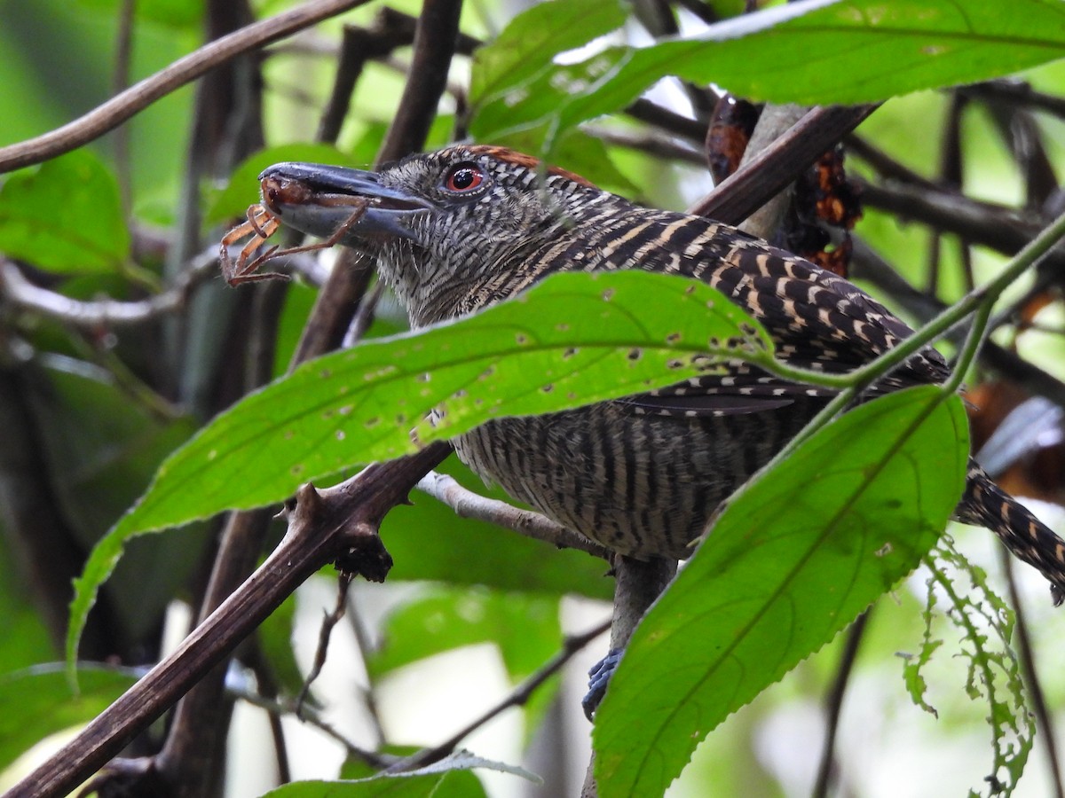 Fasciated Antshrike - ML638166984