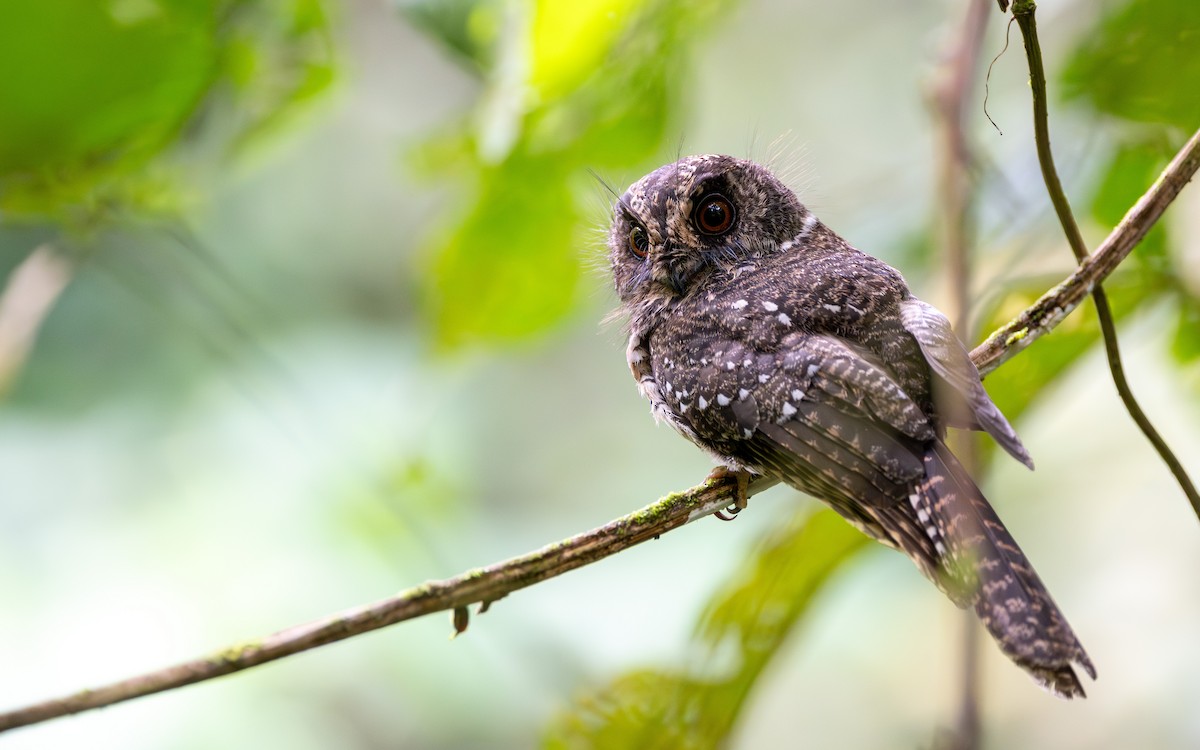 Mountain Owlet-nightjar - ML638166991