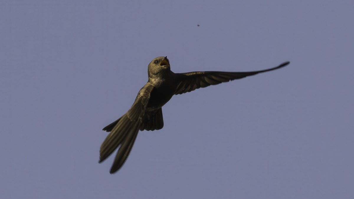 Plain Martin - ML638167009