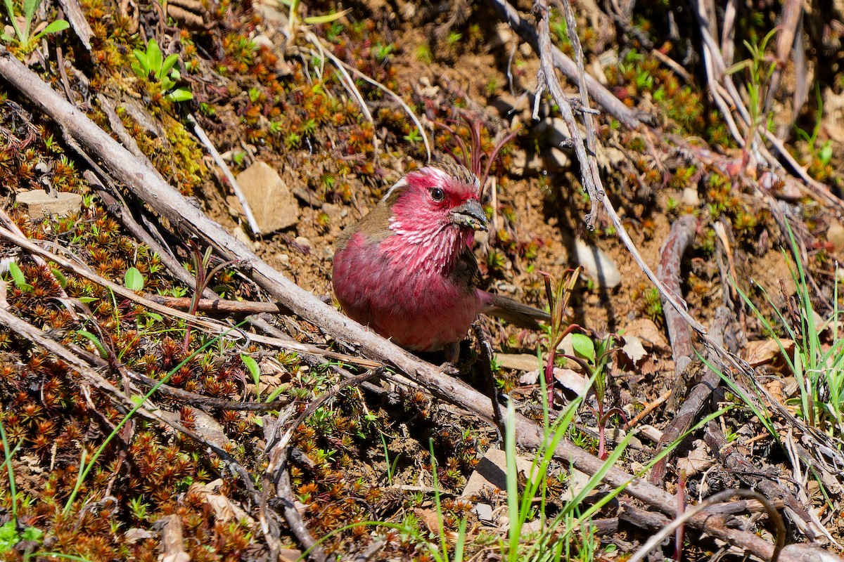 Chinese White-browed Rosefinch - ML638167018
