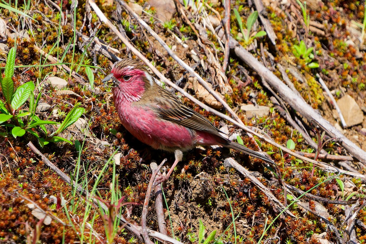 Chinese White-browed Rosefinch - ML638167019