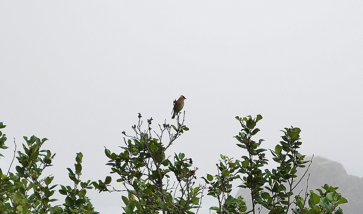 Cedar Waxwing - ML638167026