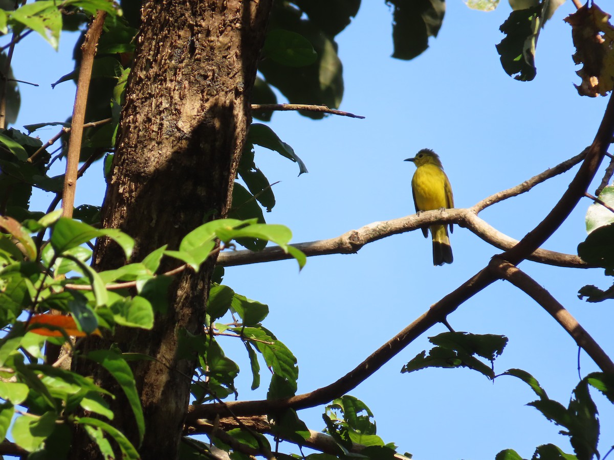 Yellow-browed Bulbul - ML638167068