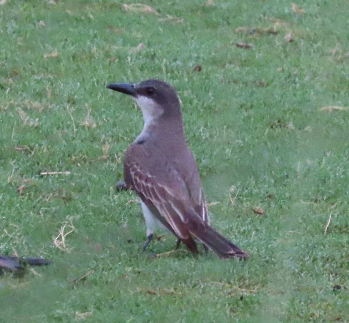 Gray Kingbird - ML638167078