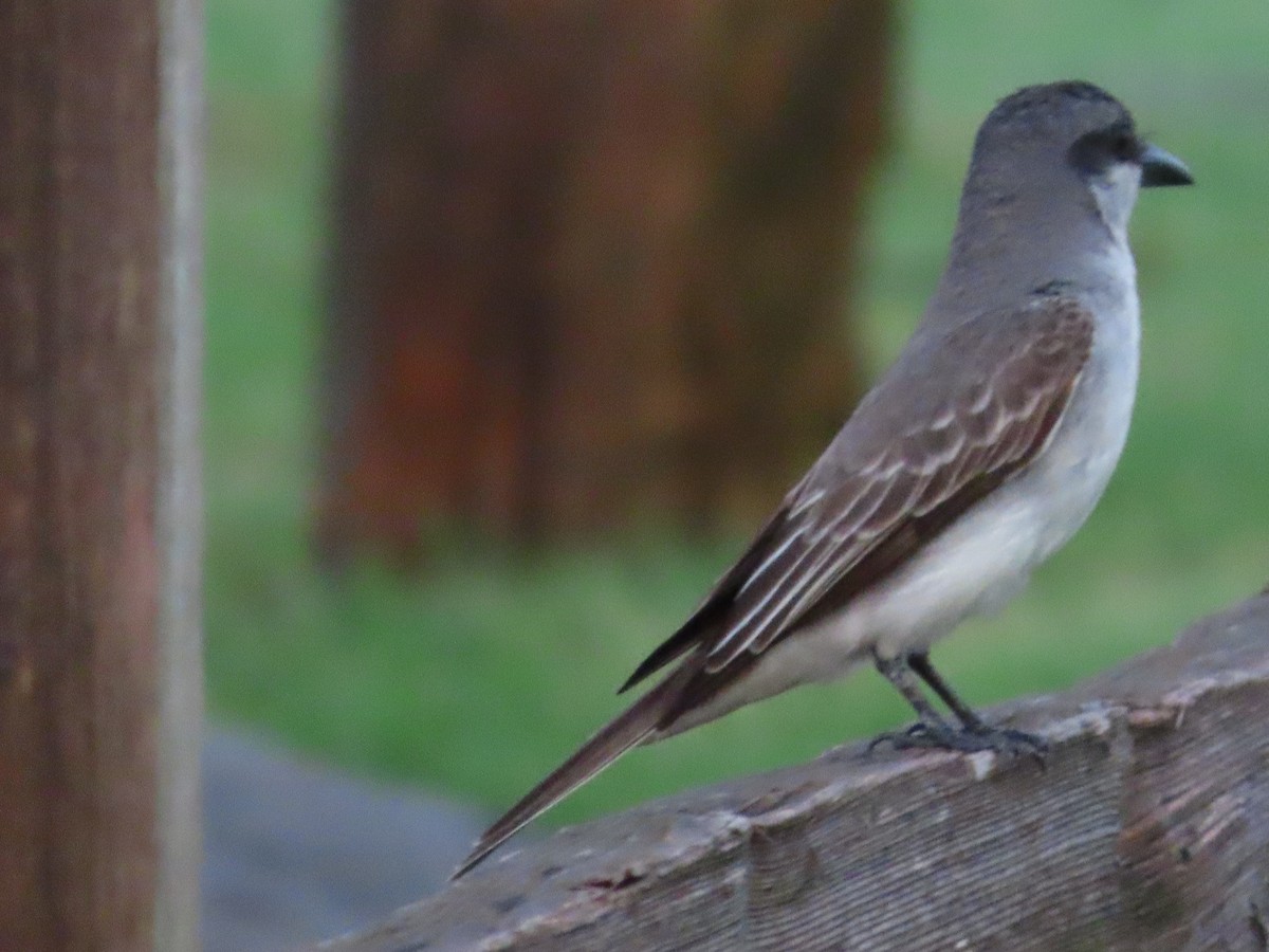 Gray Kingbird - ML638167079