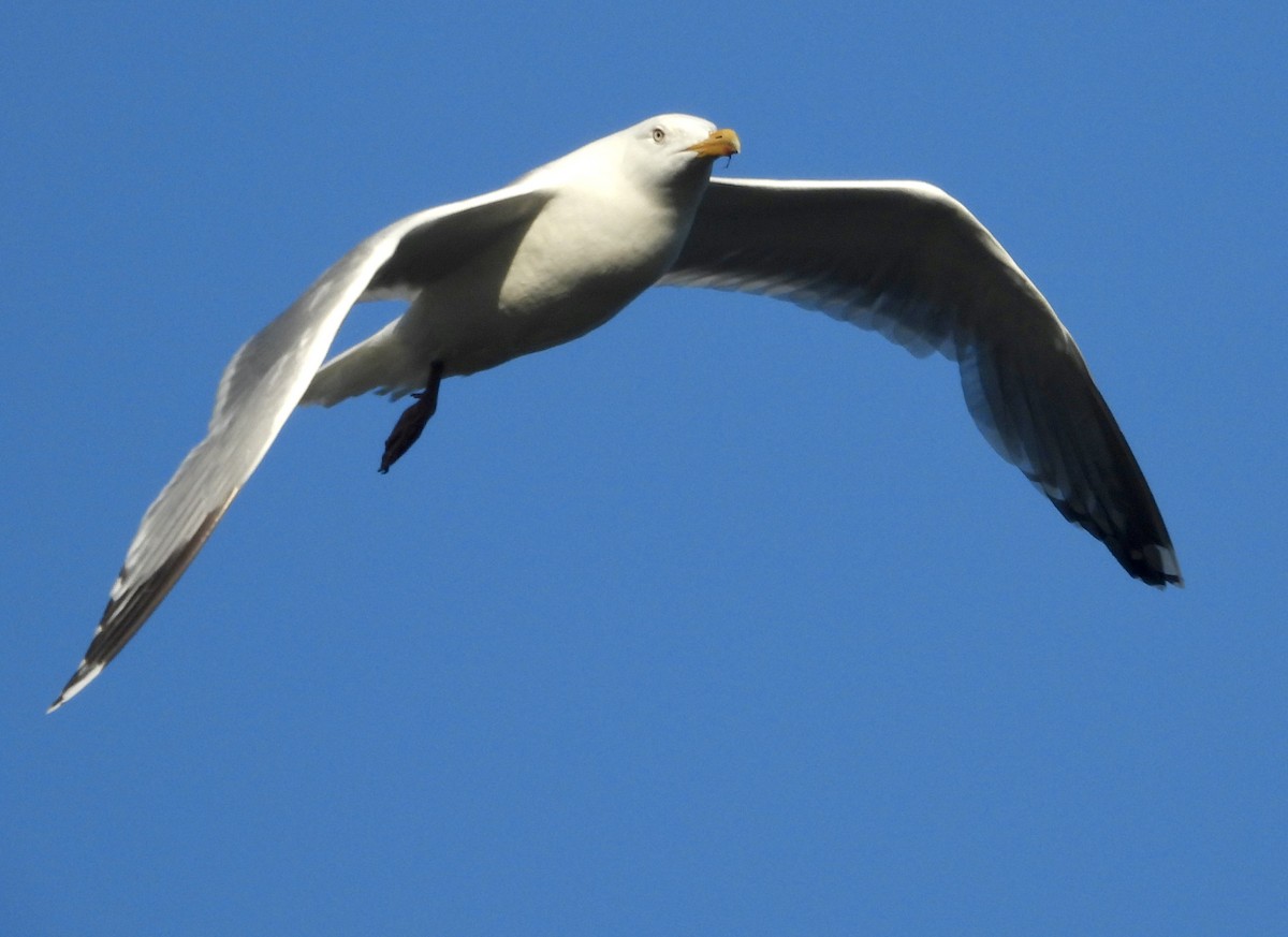 American Herring x Glaucous-winged Gull (hybrid) - ML638167108
