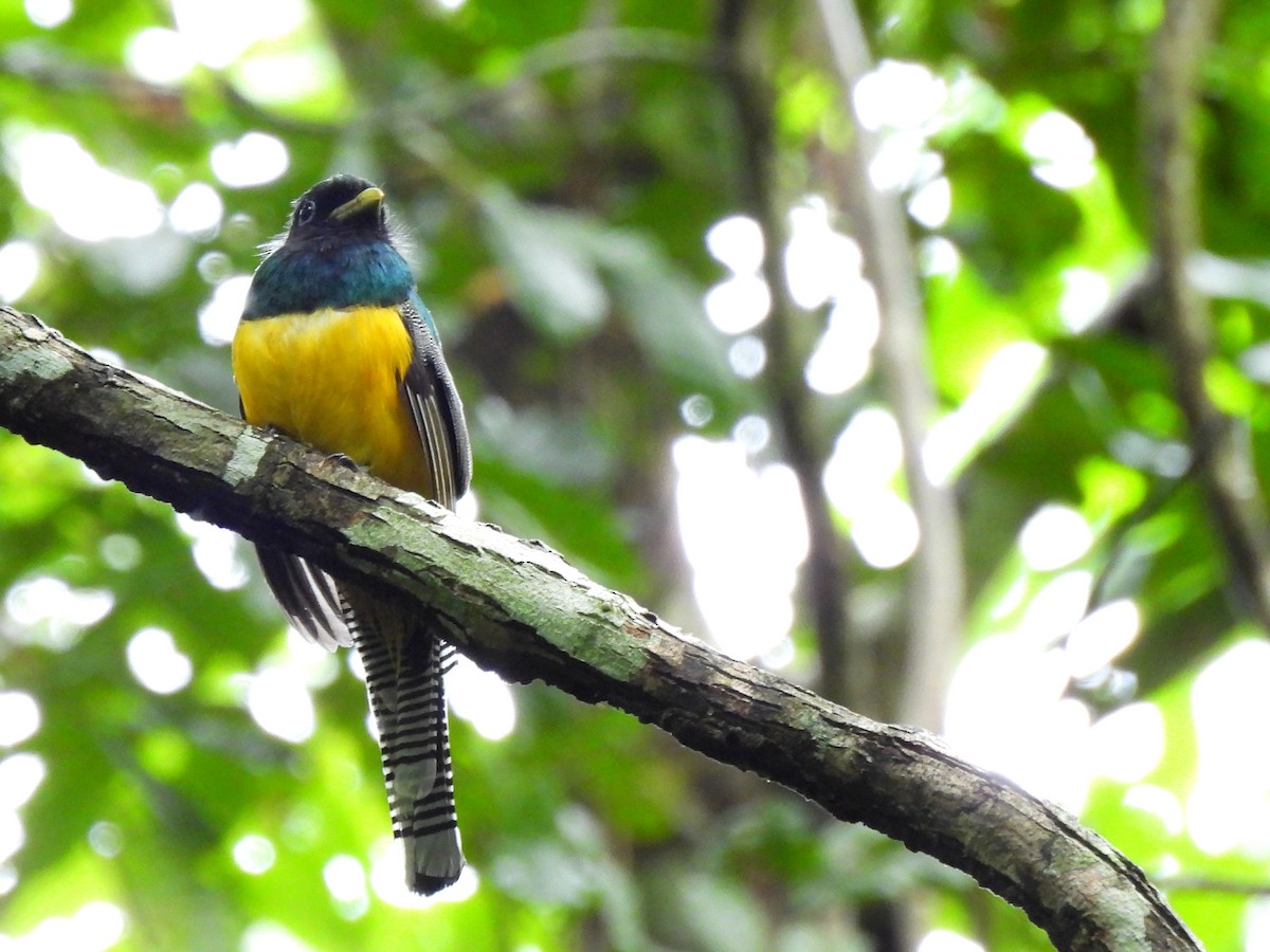 Northern Black-throated Trogon - ML638167110