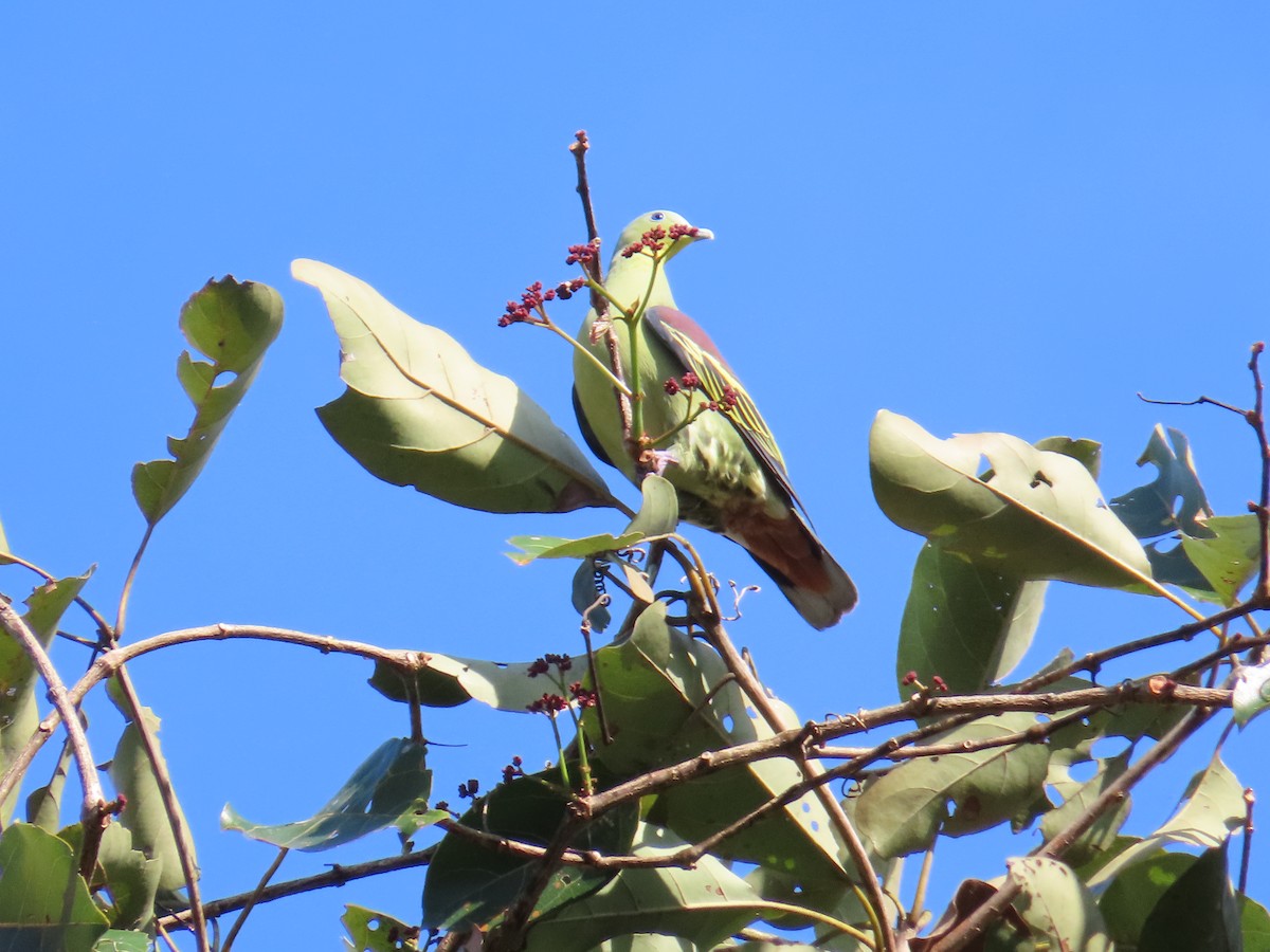 Gray-fronted Green-Pigeon - ML638167119