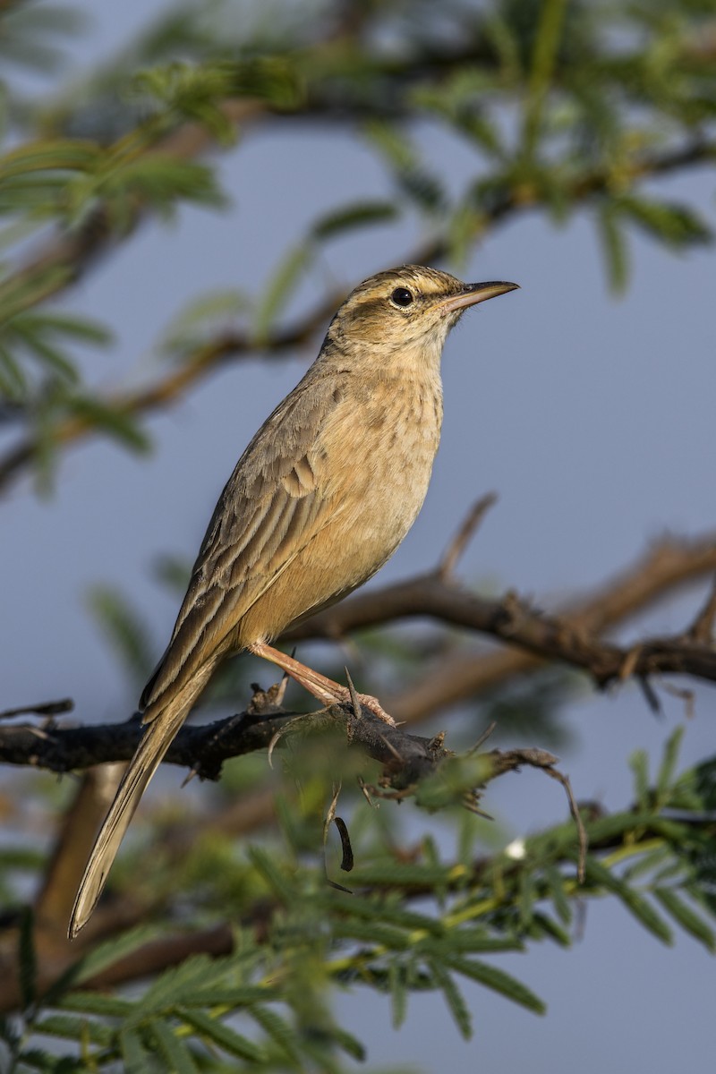 Long-billed Pipit - ML638167165