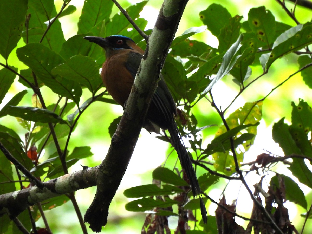 Whooping Motmot - ML638167173