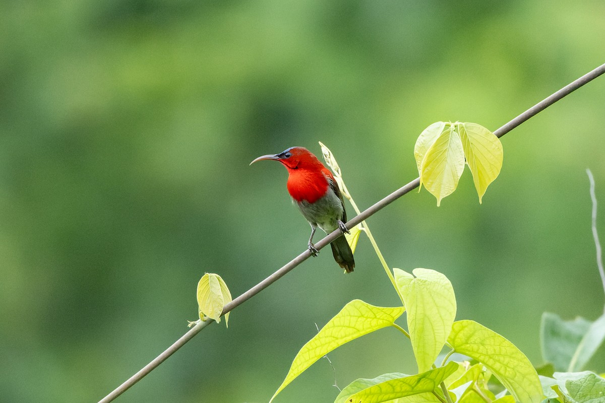 Crimson Sunbird - ML638167174