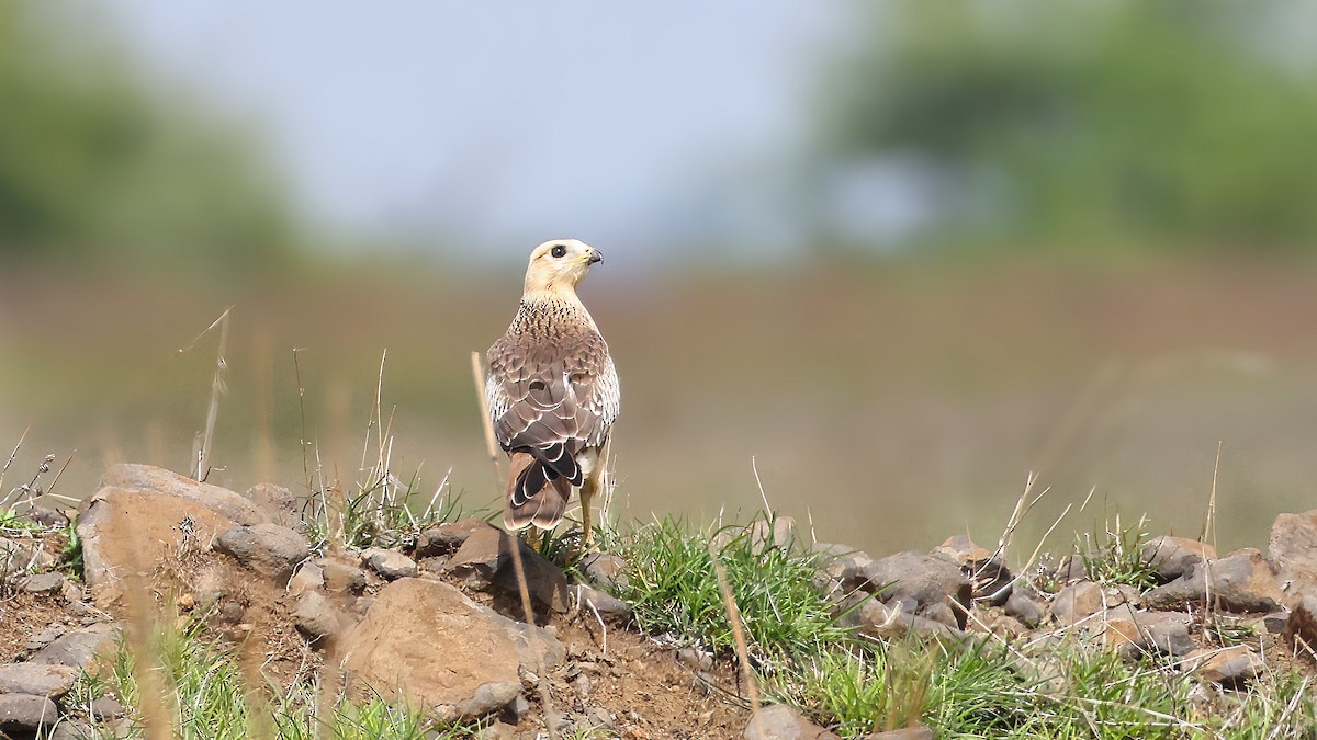 White-eyed Buzzard - ML638167179
