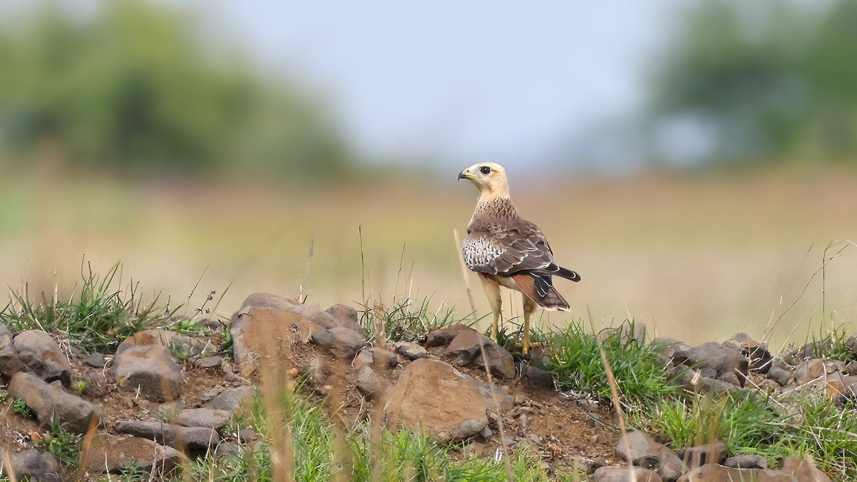 White-eyed Buzzard - ML638167180