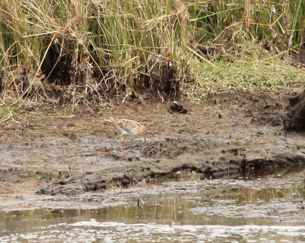 Latham's Snipe - ML638167226