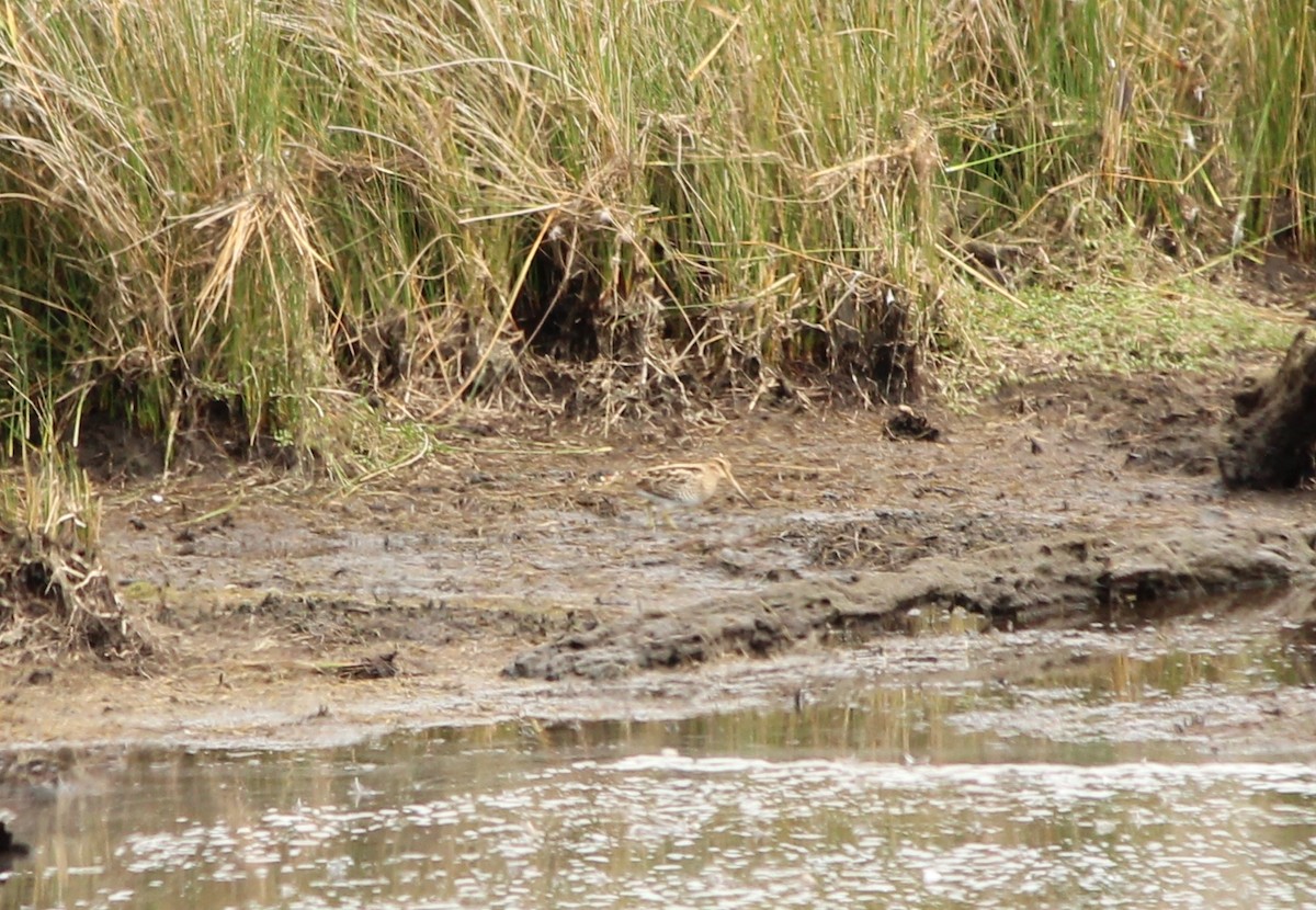 Latham's Snipe - ML638167227