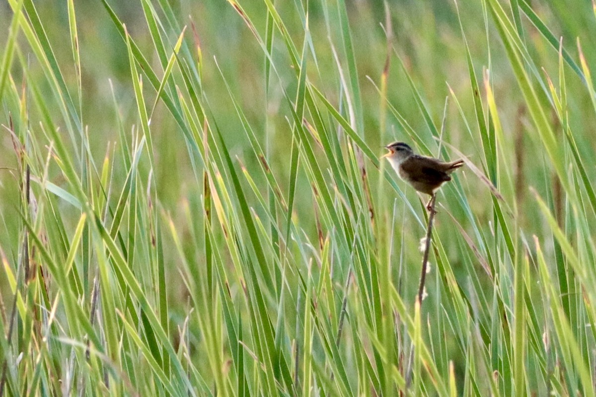 Marsh Wren - ML638167248