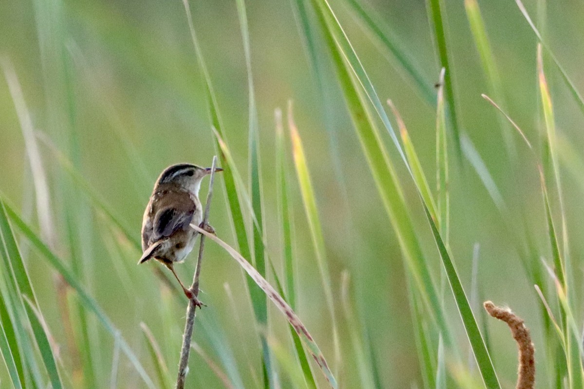 Marsh Wren - ML638167249