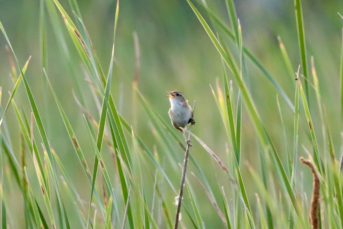 Marsh Wren - ML638167250