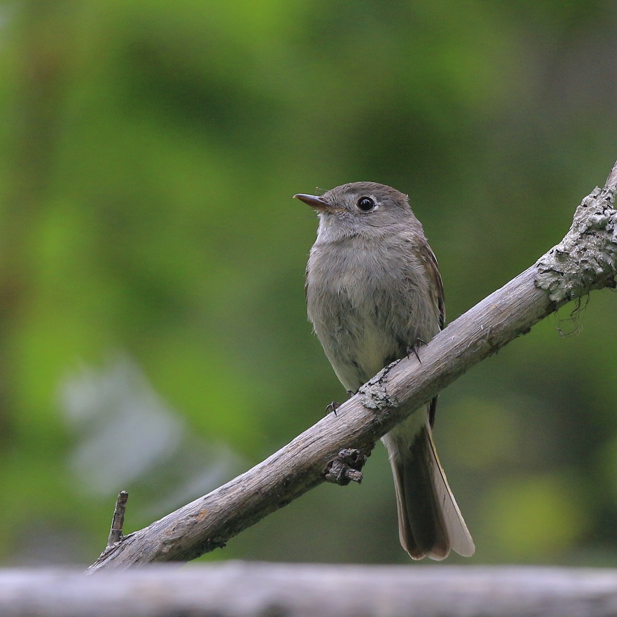 Hammond's Flycatcher - ML638167257