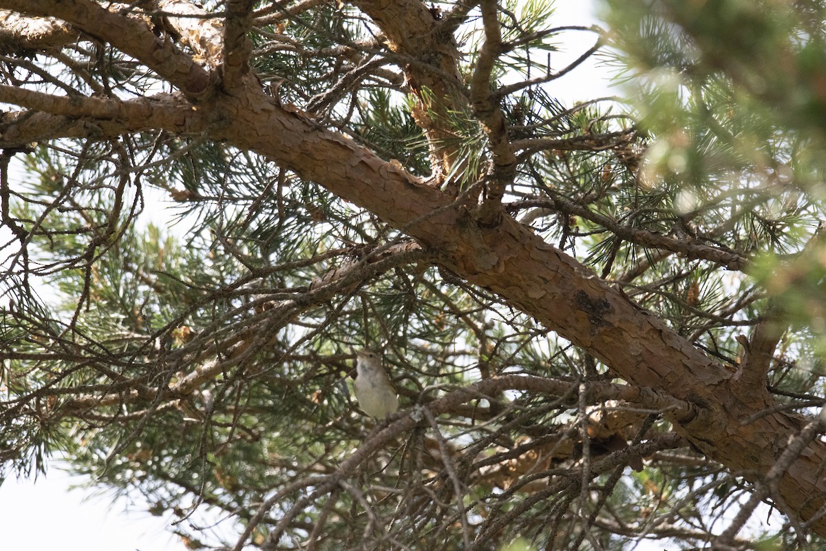 Western Bonelli's Warbler - ML638167264