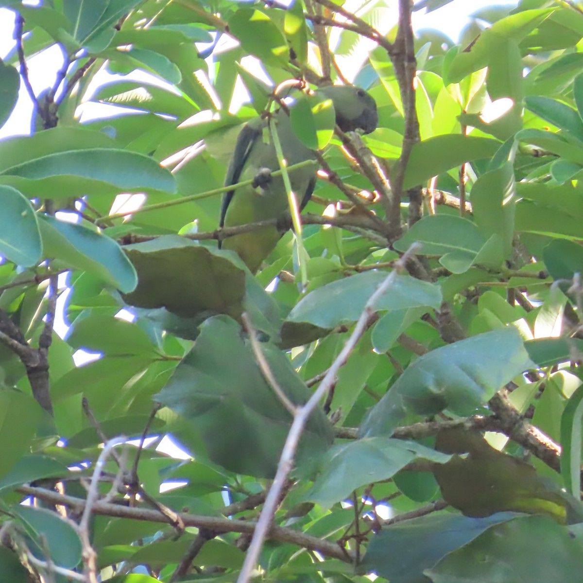 Malabar Parakeet - ML638167285