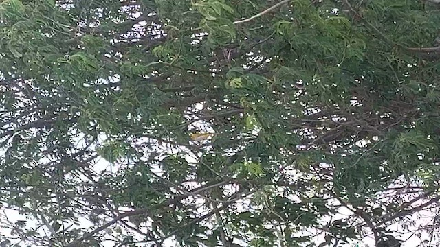Indian White-eye - ML638167331