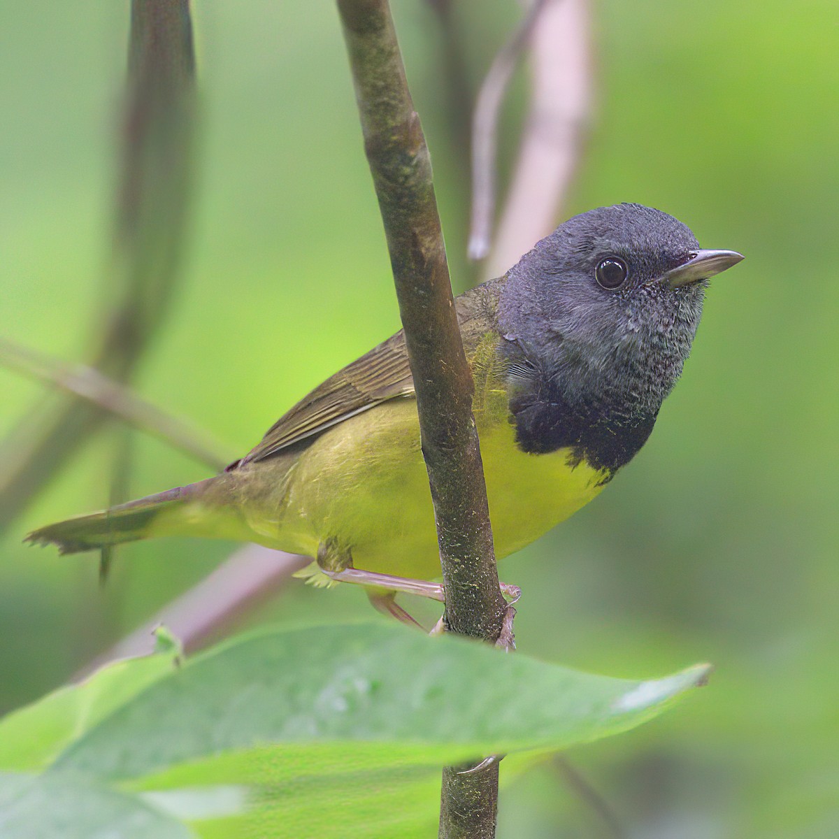Mourning Warbler - ML638167337
