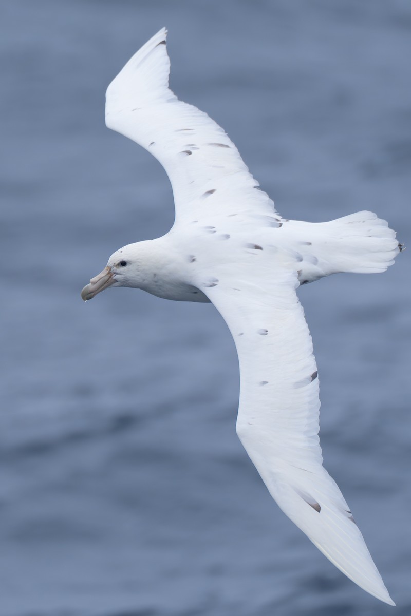 Southern Giant-Petrel - ML638167352