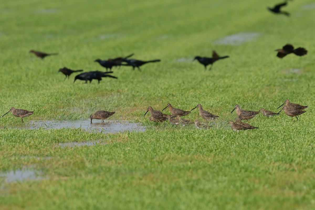 Long-billed Dowitcher - ML638167354