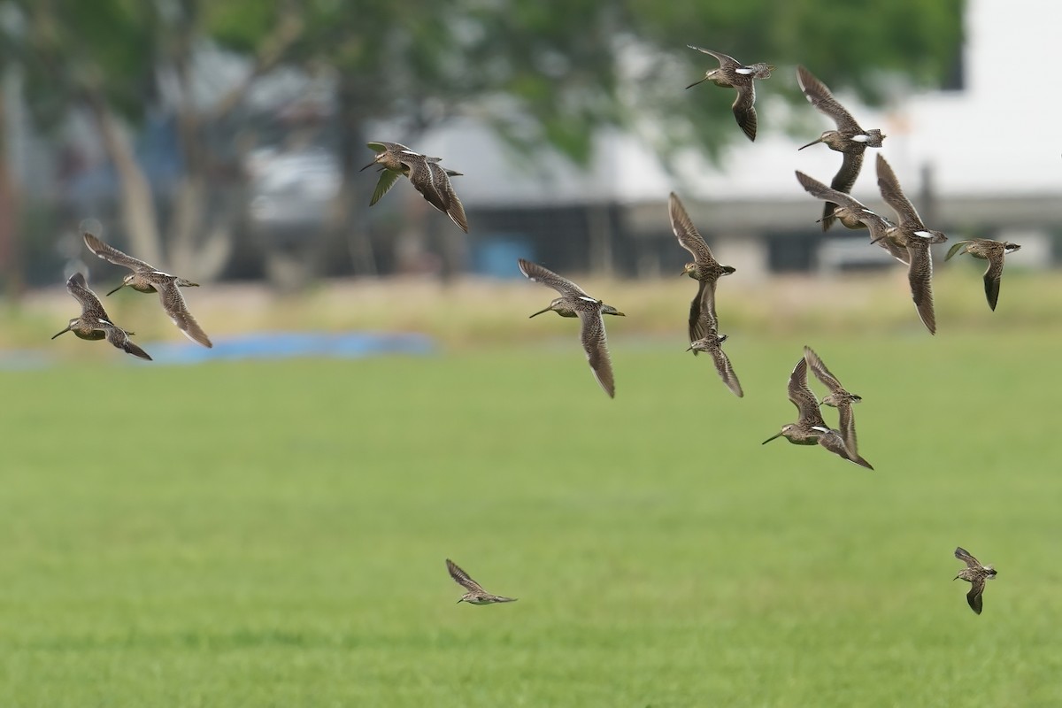 Long-billed Dowitcher - ML638167366