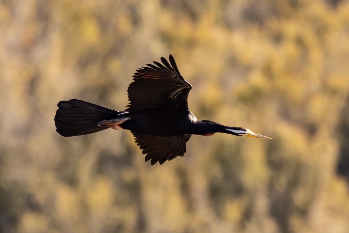 Austral-Schlangenhalsvogel - ML638167381