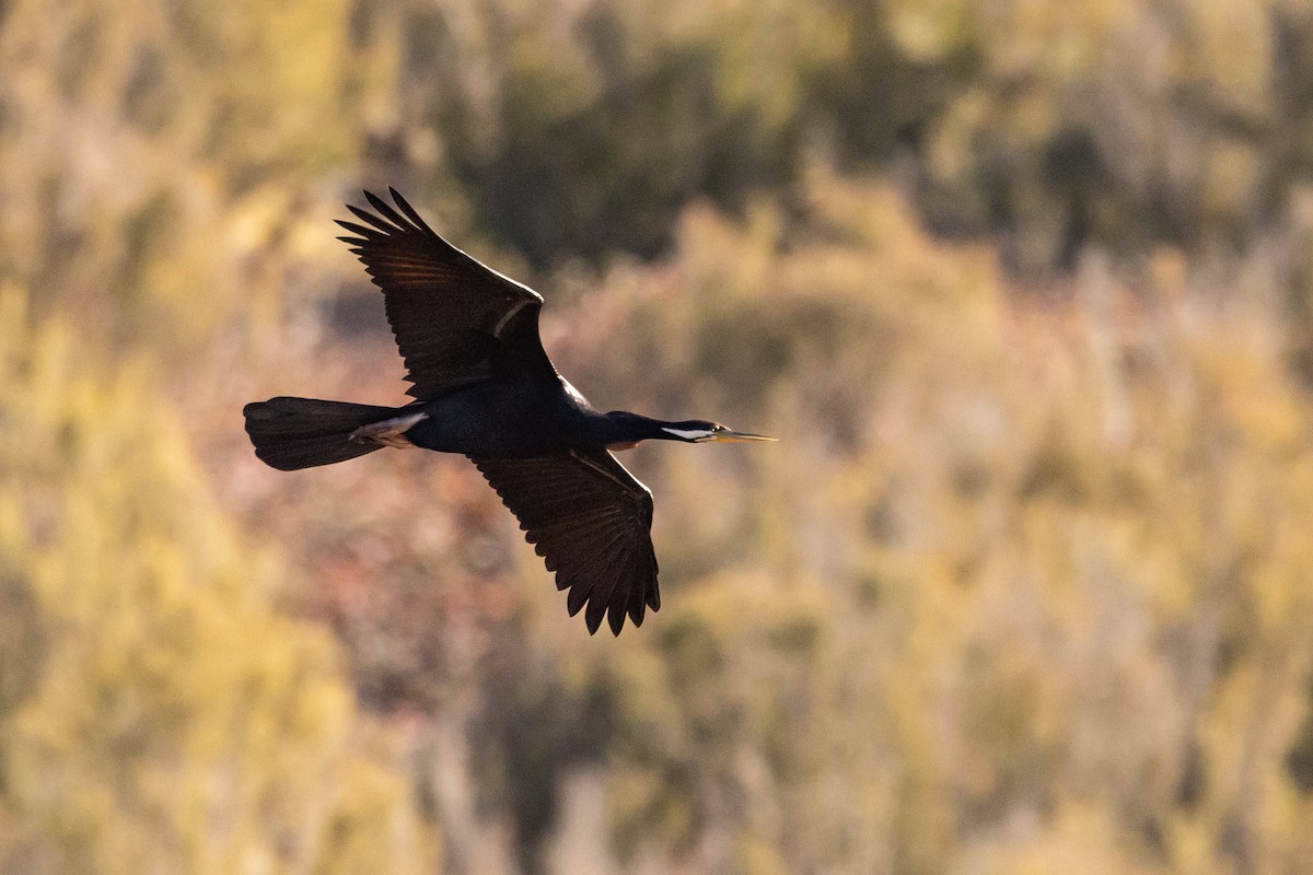 Austral-Schlangenhalsvogel - ML638167382