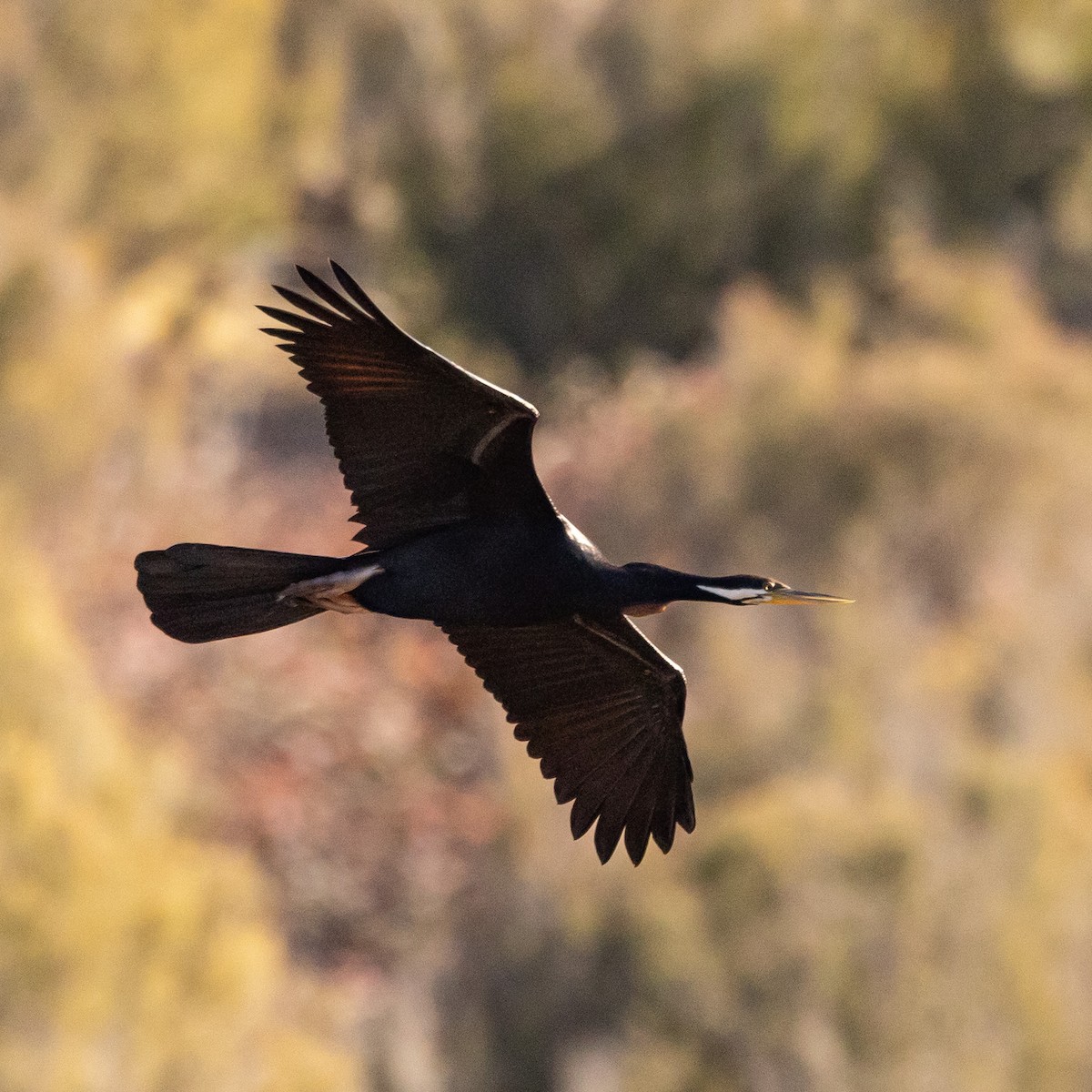 Austral-Schlangenhalsvogel - ML638167383