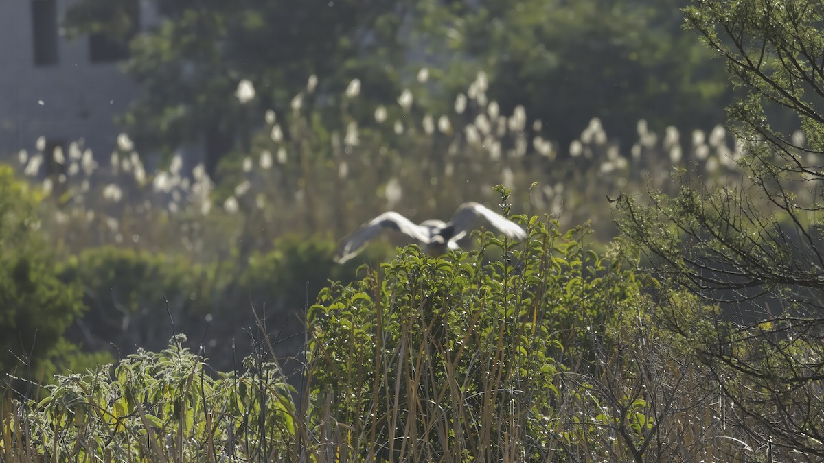 African Grass-Owl - ML638167403