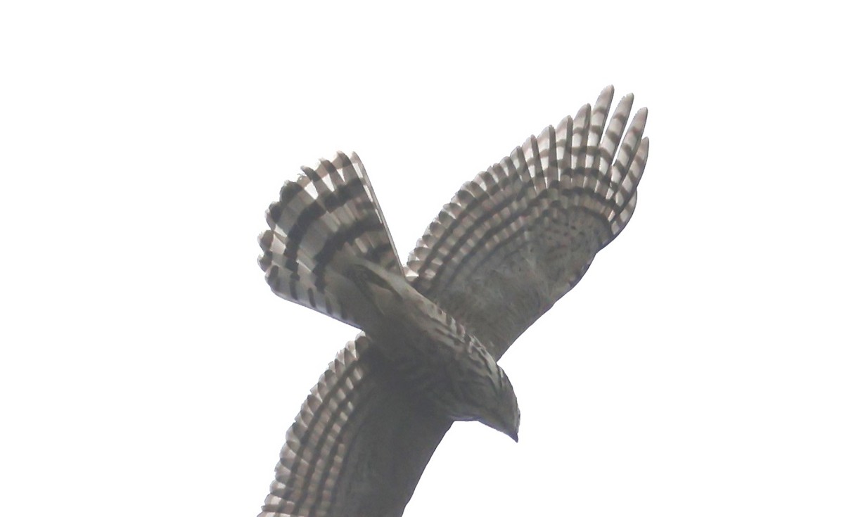 Besra - ML638167421