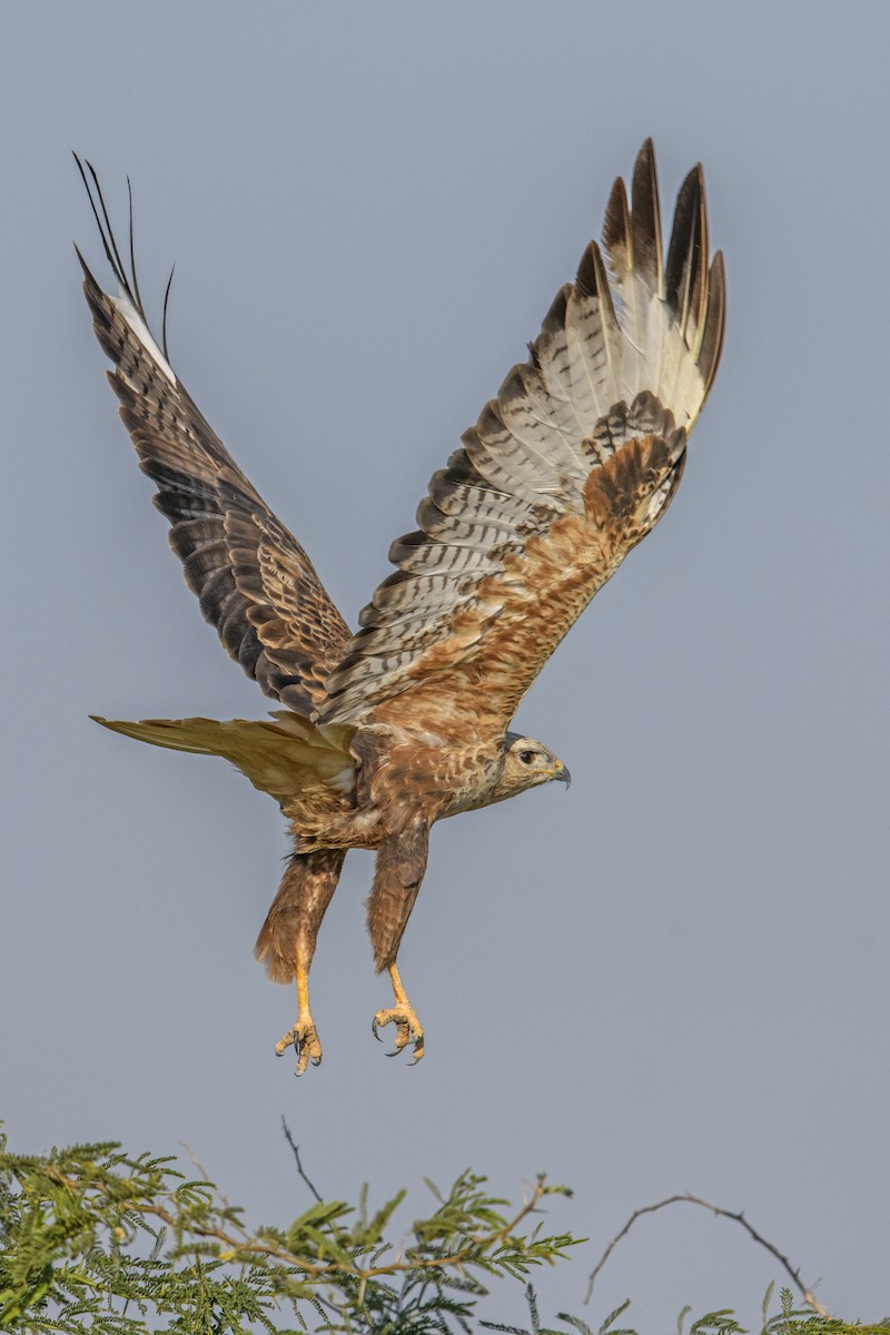 Long-legged Buzzard - ML638167460