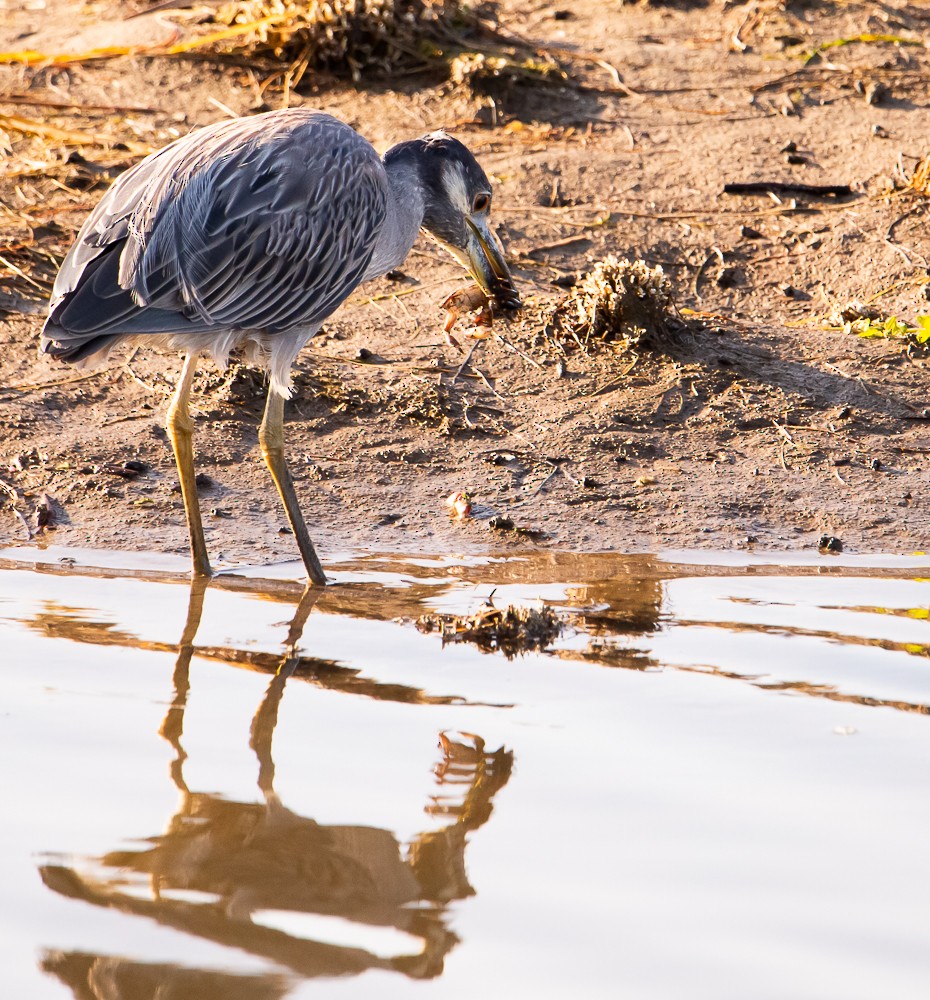 Yellow-crowned Night Heron - ML638167470