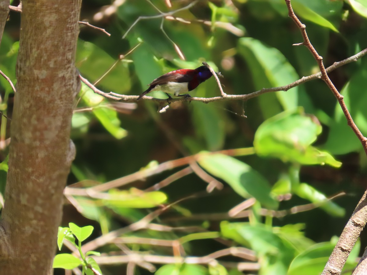 Däumlingsnektarvogel - ML638167472