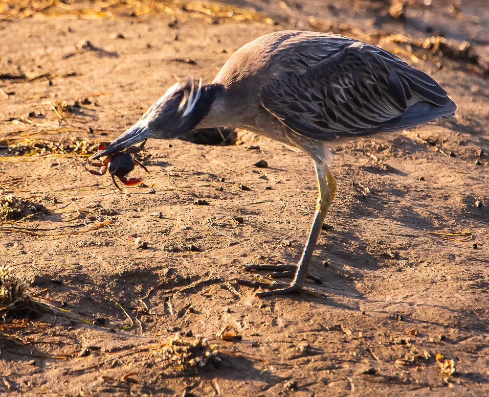 Yellow-crowned Night Heron - ML638167499